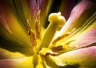 Stamens