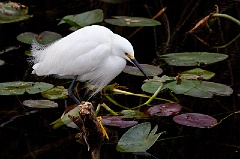 Snowy Egret