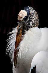 Wood Stork