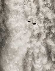 Birds canoccasionally be seen flying across the face of waterfalls