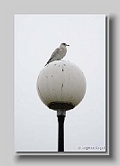 Lake_Superior_2005_02